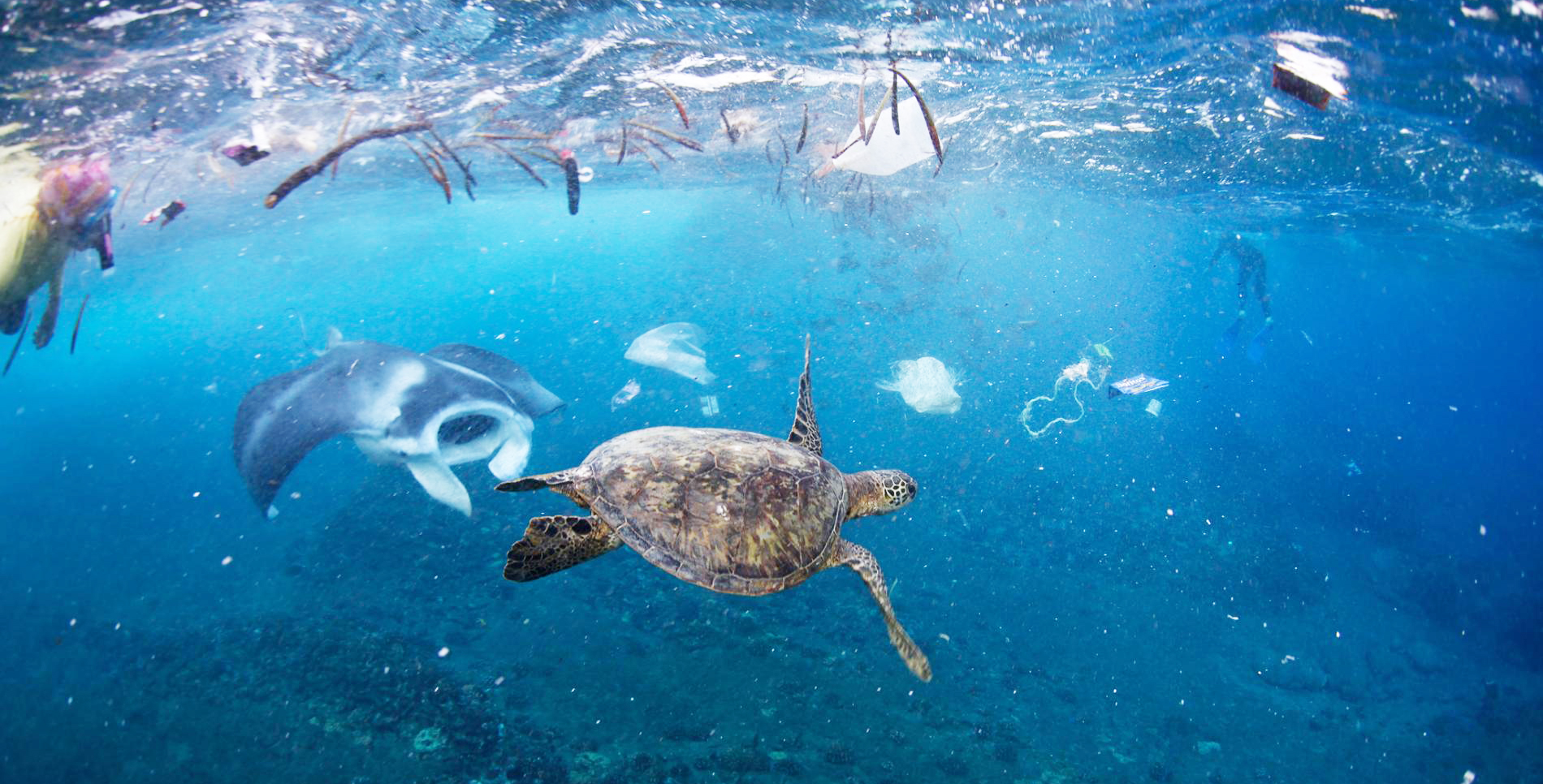 Plastic: The Scourge of the Sea | hoya kerry activewear