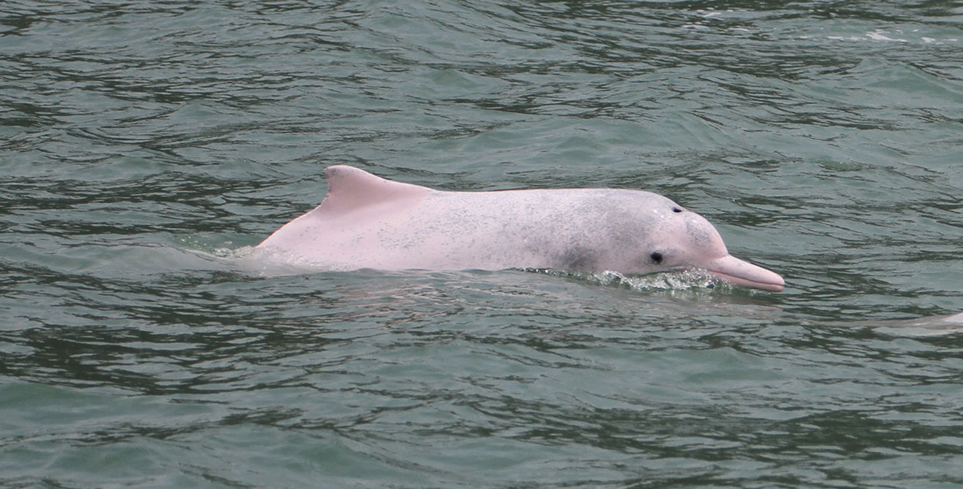 Cetacean Conservation