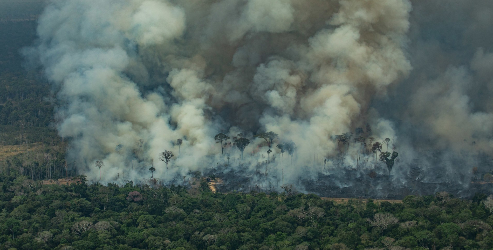 Protect our forests